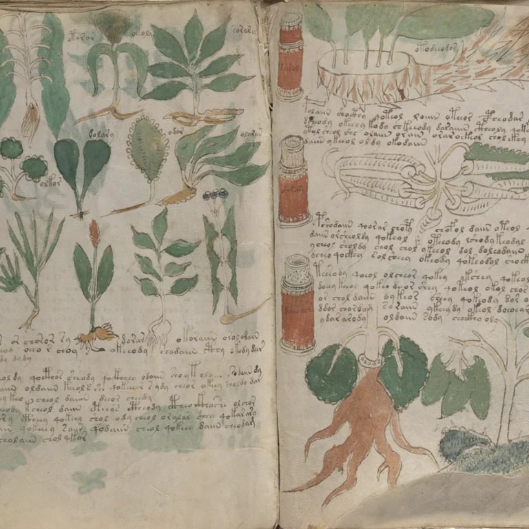 Part of the Voynich manuscript